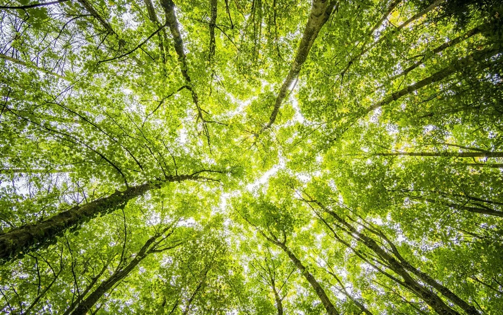 fufengvietnam sinian sustainability